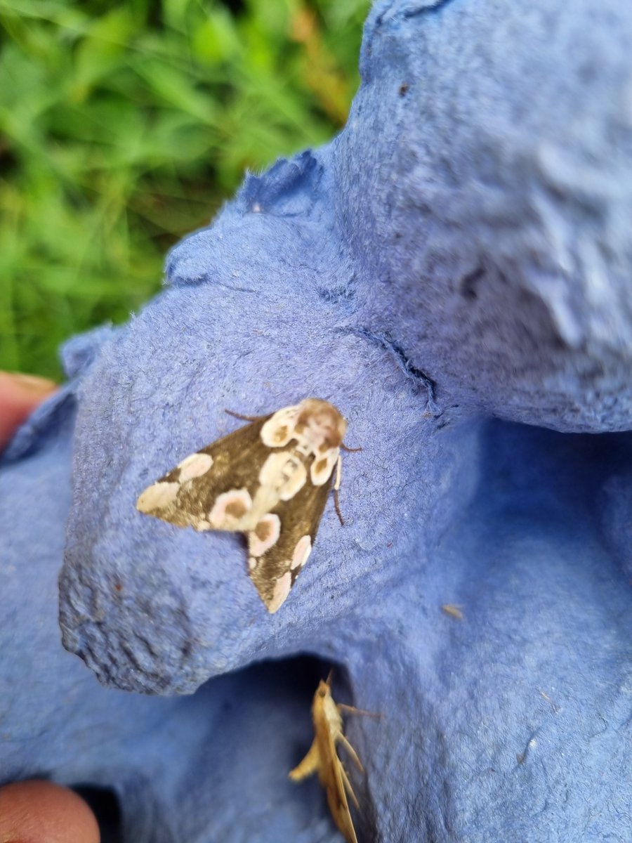 Restoring Hardknott Forest (@hardknottforest) on Twitter photo We had a fascinating couple of sessions with <a href="/RyanClarkNature/">Ryan Clark</a> observing & identifying #moths at Hardknott Forest. We recorded 67 species on a very under-recorded site. The late night session was great fun! <a href="/BC_Cumbria/">Cumbria Butterfly Conservation</a> <a href="/savebutterflies/">Butterfly Conservation 🦋</a> @NMBCo <a href="/EnvLeeds/">Faculty of Environment - University of Leeds</a> <a href="/lakedistrictnpa/">Lake District</a> <a href="/NECumbria/">Natural England Cumbria</a> We had a fascinating couple of sessions with <a href="/RyanClarkNature/">Ryan Clark</a> observing & identifying #moths at Hardknott Forest. We recorded 67 species on a very under-recorded site. The late night session was great fun! <a href="/BC_Cumbria/">Cumbria Butterfly Conservation</a> <a href="/savebutterflies/">Butterfly Conservation 🦋</a> @NMBCo <a href="/EnvLeeds/">Faculty of Environment - University of Leeds</a> <a href="/lakedistrictnpa/">Lake District</a> <a href="/NECumbria/">Natural England Cumbria</a>