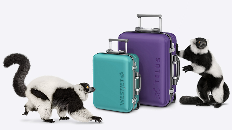 Guy_Kim's tweet photo. Imagine cruising at 30,000 feet with the same blazing-fast internet you enjoy at home. Our @TELUS team is making this dream a reality through a new, ground-breaking multi-year partnership with @WestJet ✈ Learn more: https://t.co/xMkU2DKknX #TeamTELUS https://t.co/VSbuBVTtTn