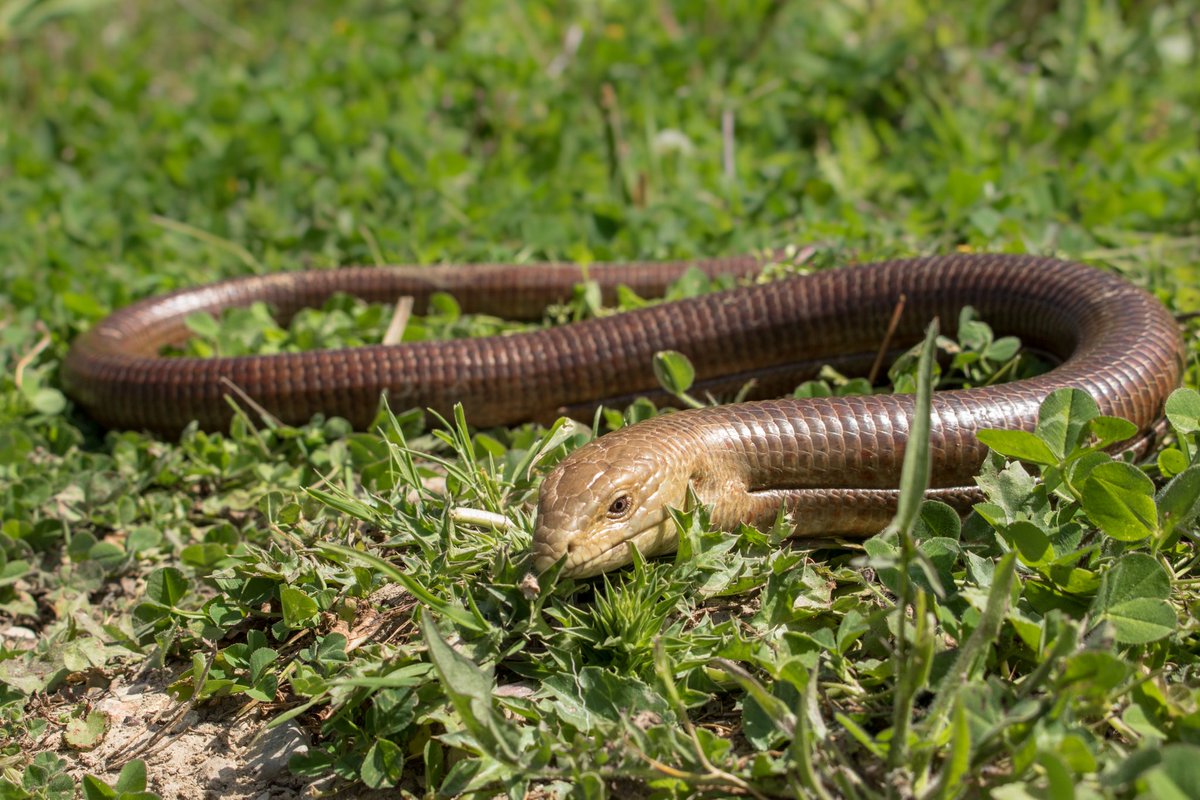 wirthstef's tweet photo. About the #Scheltopusik #Pseudopus #apodus (#Anguidae, #Squamata), a snake-like lizard with only tiny stubby hind legs, related to the European #slowworm. About factors that generally favor growth in size in vertebrates and about insights into the extinct related species #Pseudopus #pannonicus and its taxonomy.
It is understandable that the loss of legs results in an increase in length, as otherwise meandering movements might be inefficient. The related slowworm Anguis fragilis reaches a length of around 58 cm and is therefore longer, but not necessarily more moderate, than many lizards of the Lacertidae with fully developed limbs. The Scheltopusik is significantly longer and also more massive at around 1.4 m long. The question of the reasons for this size acquired through evolution represents a generally not always satisfactorily understood problem for evolutionary biologists.
#Growth in size is a result of #evolution and has arisen gradually. It was important that there was a #selectiveadvantage in each phase. This means that #environmentalfactors favor larger individuals in a population, so that they reproduce more frequently than smaller conspecifics. Possible factors that promote height growth: #Climate, island situation, competitive pressure, food supply or number of predators can play a role. But there are other factors that limit the maximum possible size. The skeletal structure must remain stable. Organs and blood vessels must continue to function physiologically and morphologically. In particular, the energy supply must remain secure, which means that enough oxygen must be transported to the tissues via the blood vessels. Therefore, more large species could evolve in vertebrates under tropical/ subtropical conditions in prehistoric times, since there was an increased partial pressure of oxygen. Something like that might have been important, e.g., in the evolution of a rather striking #size in the extinct P. pannonicus. The biology of the modern scheltopusik might at least generally resemble the unknown one of P. pannonicus.
The scheltopusik is widespread from the Balkan Peninsula to Central Asia and prefers loose, warm substrate with a certain amount of moisture and sufficient hiding places. As a diurnal animal with wide, strong teeth, it catches insects, snails, small mice and young birds. When confronted with attackers, it tries to escape by turning around its longitudinal axis or falls into a state of shock. The females lay up to 12 eggs and apparently care for the brood.
In addition to the Scheltopusik, the genus Pseudopus consists of four other extinct species in Eurasia. The largest of them, Pseudopus pannonicus, reached more than two meters in length and lived in the #UpperCenozoic of Europe.
Pseudopus pannonicus lived from the Lower #Miocene to the Upper #Pleistocene and was widespread from today's central Europe across the Balkans to today's Ukraine. The species was described from Hungary (1911).
German sites include the Hambach opencast mine or the "Hammerschmiede" in East Allgäu. The latter is being reconstructed in the corresponding times with calcareous soils and a warm climate with seasonally dry phases, interspersed with wetter periods with floodplain landscapes along streams. There could probably have been a higher oxygen partial pressure, but various other still unknown parameters could also have favored the size growth of this species. But its exact biology in an evolutionary context is almost unknown as often in paleontology. And until now it wasn't even clear which finds could be assigned to the species with certainty. The authors E. L'Oréal et al. (2024) used SEM and μCT scanning to re-describe known finds and assigned additional material from Poland and Hungary to the species.
© #StefanFWirth Berlin 2024
Sources
On X:
https://t.co/cAxyfmjvRI
E. L'Oréal et al. (2024):
https://t.co/gxLL8CJDtF
Photo
scheltopusik, Greece 2016, author Konstantinos Kalaentzis, https://t.co/SgxZkQdElG