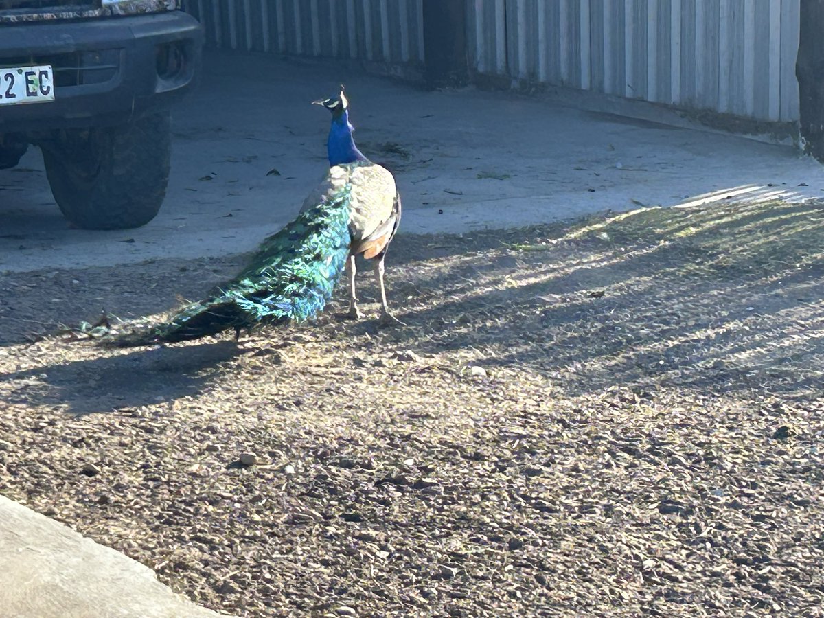 nichola_anne's tweet image. #PabalaPrivvateNatureReserve
#natureviews #bees #farmanimals