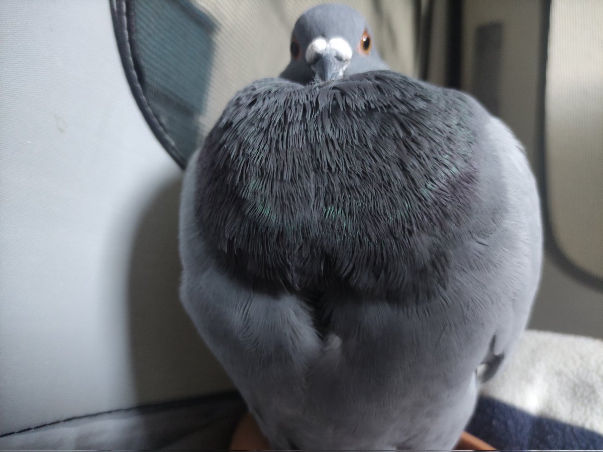 PIT_Taubenherz's tweet photo. Ihr Lieben, #Mariechen hat die OP überstanden. Diese ist leider nicht so gelaufen, wie wir es uns gewünscht hätten. In der OP sollte der Kropf geöffnet werden, da vermutet wurde, dass der Kropf aufgrund der Trichomonaden defekt ist. Die Tierärztin hatte zu dieser OP geraten. https://t.co/6cO4YlyH1r