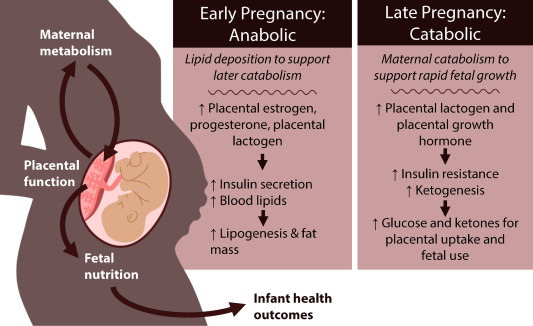 American Society for Nutrition Journals (@jnutritionorg) on Twitter photo #AdvNutr review explores the links between #AutismSpectrumDisorder and maternal, fetal & placental #metabolism, highlighting findings from epidemiological cohorts that link environmental exposures to #neurodevelopment & metabolic disruption. <a href="/ucdnutrition/">UC Davis Nutrition</a> advances.nutrition.org/article/S2161-… #AdvNutr review explores the links between #AutismSpectrumDisorder and maternal, fetal & placental #metabolism, highlighting findings from epidemiological cohorts that link environmental exposures to #neurodevelopment & metabolic disruption. <a href="/ucdnutrition/">UC Davis Nutrition</a> advances.nutrition.org/article/S2161-…