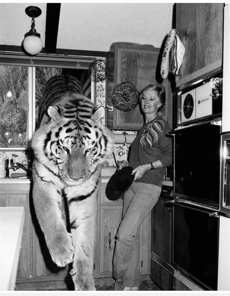 Missed opportunity...? 🤔
Following his success with The Birds (1963) <a href="/AlfredHitchcock/">Alfred Hitchcock LLC</a> failed to capitalise on a sequel with leading lady Tippi Hedren: The Cats! 😁 🦁
<a href="/Wahrhaftig/">𝖂𝖆𝖍𝖗𝖍𝖆𝖋𝖙𝖎𝖌</a> <a href="/VHSRevival/">VHSRevival (Edison Smith)</a>