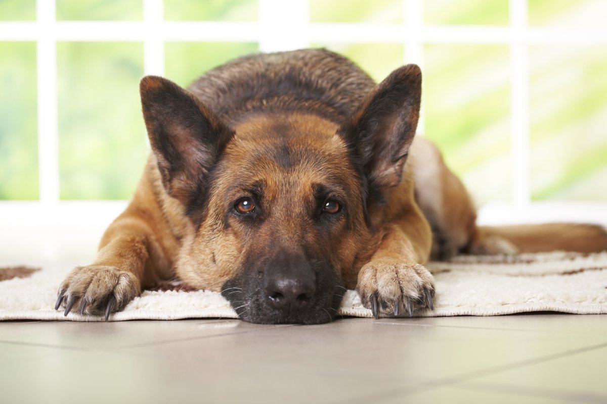 Heb jij er wel eens over nagedacht wat je met je hond gebeurt als je er zelf (tijdelijk) niet meer voor kunt zorgen? De Hondenbescherming wil graag weten of jij een voogd voor je hond hebt geregeld en houdt een korte enquête. Wil jij ze helpen? c.spotler.com/ct/m1/k1/t99TI…