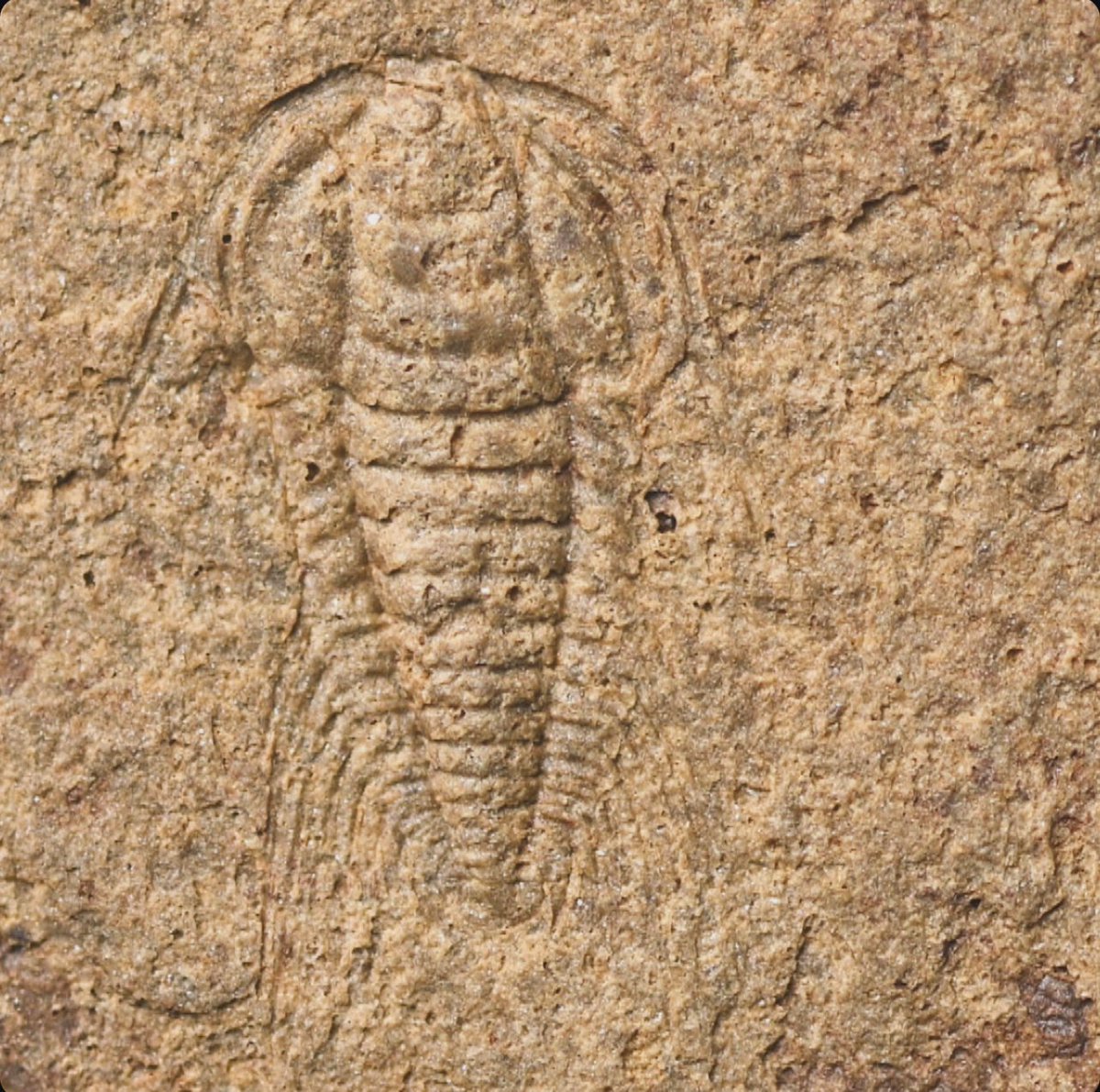 Small (3 mm) meraspis of 𝘽𝙖𝙩𝙝𝙮𝙣𝙤𝙩𝙪𝙨 𝙚𝙡𝙤𝙣𝙜𝙖𝙩𝙪𝙨 Zhao, Gong &amp; Huang, 1987
Chengkouaspididae
Kaili fm., Cambrian Series 2/3
Balang, Jianhe County, Guizhou, China
#trilobites #trilobitetuesday