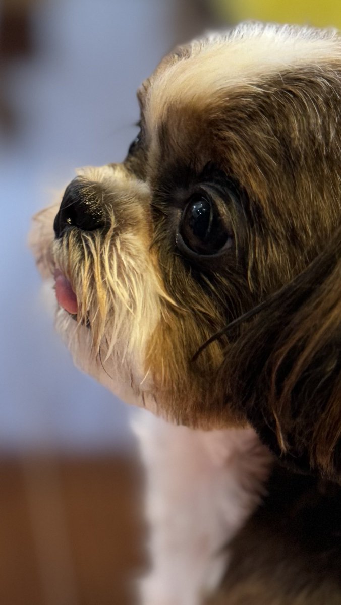 EMBLEM1968's tweet photo. 《音》です🐶

音は北海道室蘭市の出身です。
4兄妹で産まれました。
『兄妹かも？』と思われた方は、ぜひご連絡下さい。
巡り会えたら嬉しいですね🤗
※生年月日
　2022年7月31日
※出生地
　北海道室蘭市
※一胎子番号
　07474-07477/22
※犬名
  HAUSE TANIMURA JP'S ELSA
#シーズー
#北海道室蘭市 https://t.co/6Nkmt728IJ