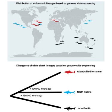 Fascinating new paper whereby genome analysis reveals three distinct lineages of the great white shark:

🦈 White shark populations are divided into three discrete lineages globally

🦈 Lineages diverged 100,000–200,000 years ago, during sea level lows
