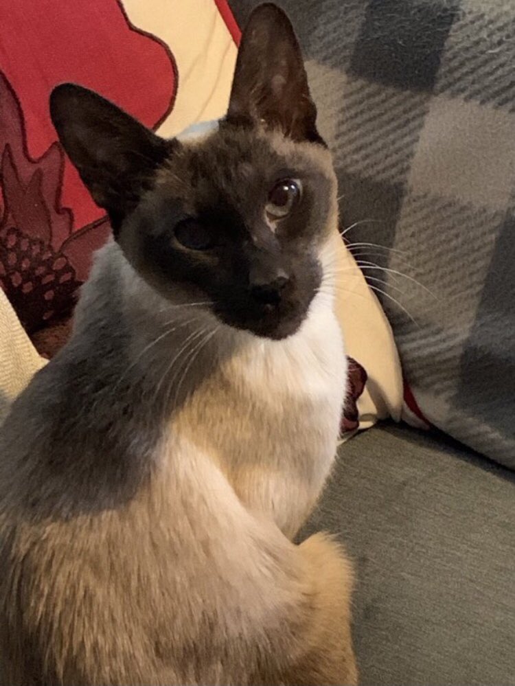 Nutmeg's Crew🌻🇺🇦 tweet media