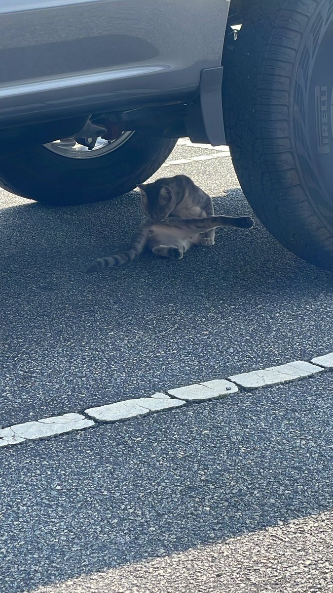 ScuffedSSB's tweet image. Leaving work and saw bro under a truck