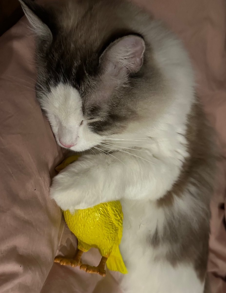 Apenas  compartilhando   Kit  e  minha  bolsa  de  pássaro .