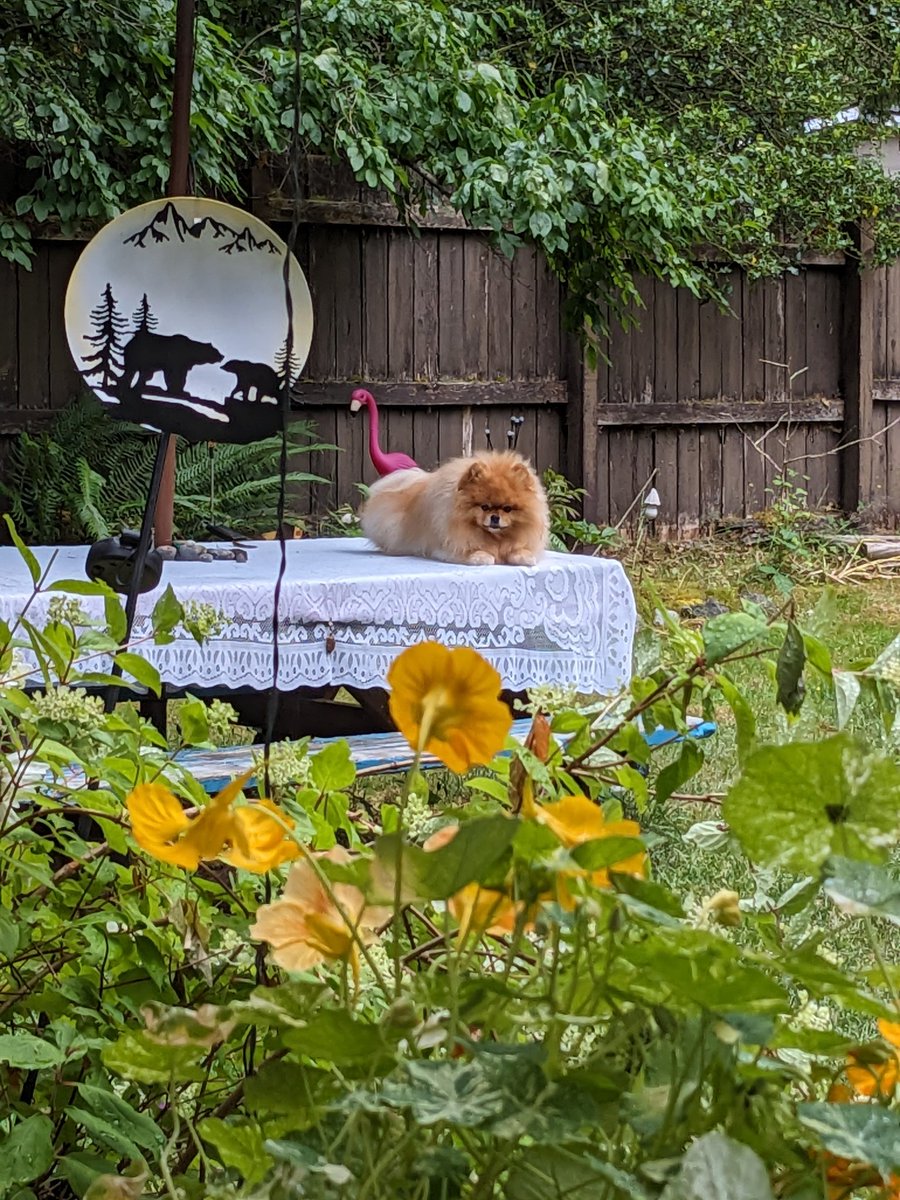 odiesislandlife's tweet photo. The lawn is wet ๐ #getoffthetable #odiesworld #bcrain https://t.co/tVXXzvOk1I