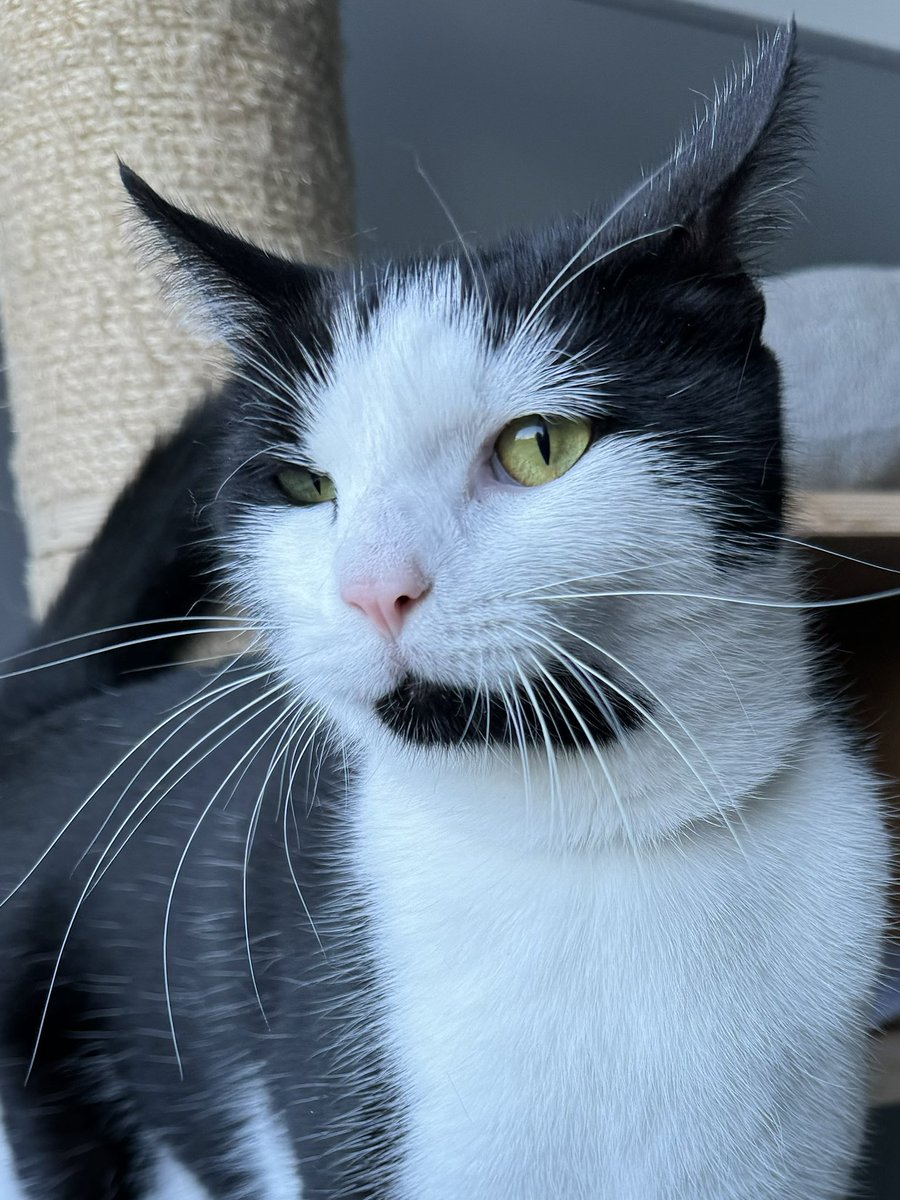 KernowCatHotel's tweet photo. Gorgeous Jasper - such a cutie 😻❤️ https://t.co/rpHSO4yd1J