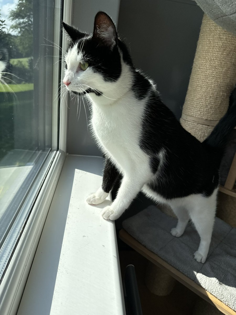 KernowCatHotel's tweet photo. Gorgeous Jasper - such a cutie 😻❤️ https://t.co/rpHSO4yd1J