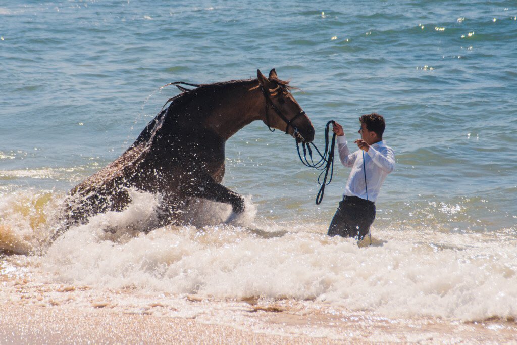 RoselindeBon's tweet photo. In 2019, I unexpectedly met a horse called Guapo on a beach in Andalusia. It was his first time going in the ocean and I ended up blogging about it, saying I would never forget about him. Today, I received a message on my blog that Guapo competed in the Paris #Olympics https://t.co/Hzv0Y5d9HP