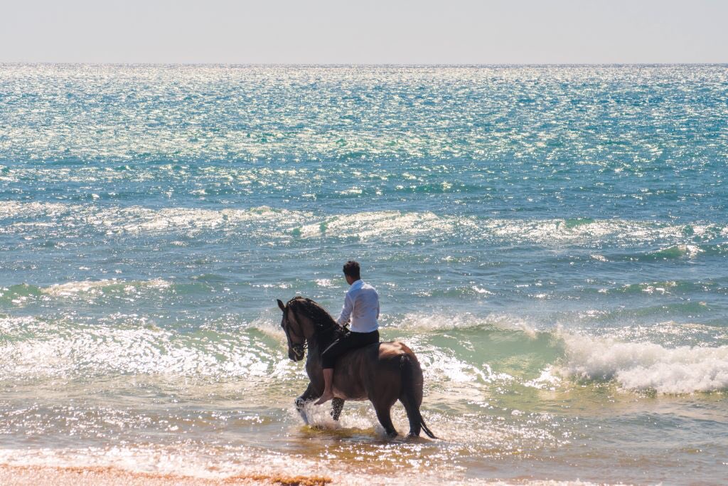 RoselindeBon's tweet photo. Here are more shots of Guapo’s first time in the ocean. Full article here: https://t.co/9BTDxkBzlm https://t.co/fXREA0gpcF