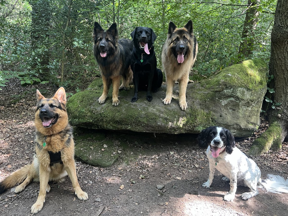 ForRover's tweet image. I definitely have a style. Dogs on things, like rocks/stumps framed with some greenery and this please t weather makes the lighting perfect! Also, Porter decided to step up onto the rock I was typing my shoelace on, he was a great help!