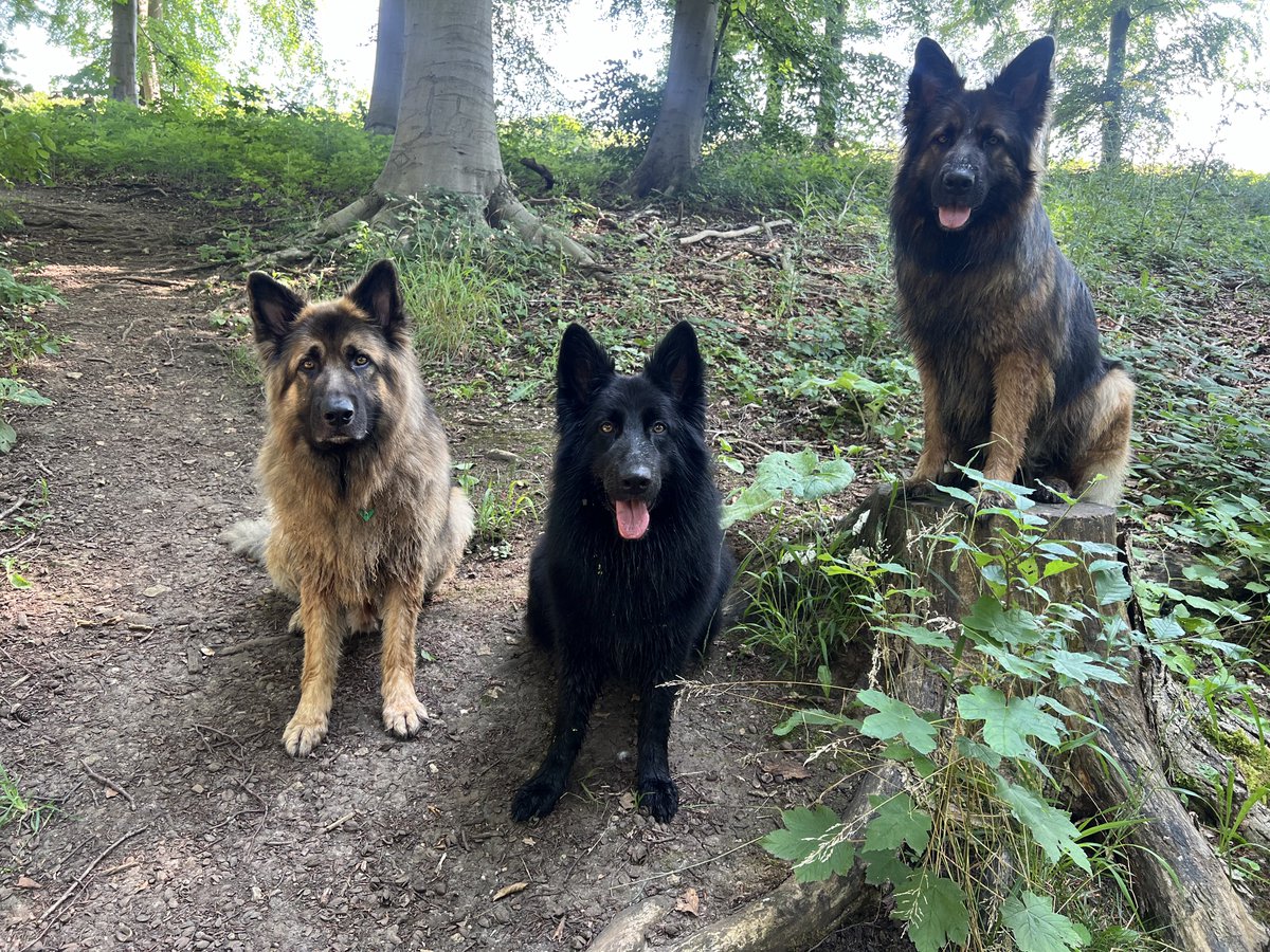 ForRover's tweet image. I definitely have a style. Dogs on things, like rocks/stumps framed with some greenery and this please t weather makes the lighting perfect! Also, Porter decided to step up onto the rock I was typing my shoelace on, he was a great help!