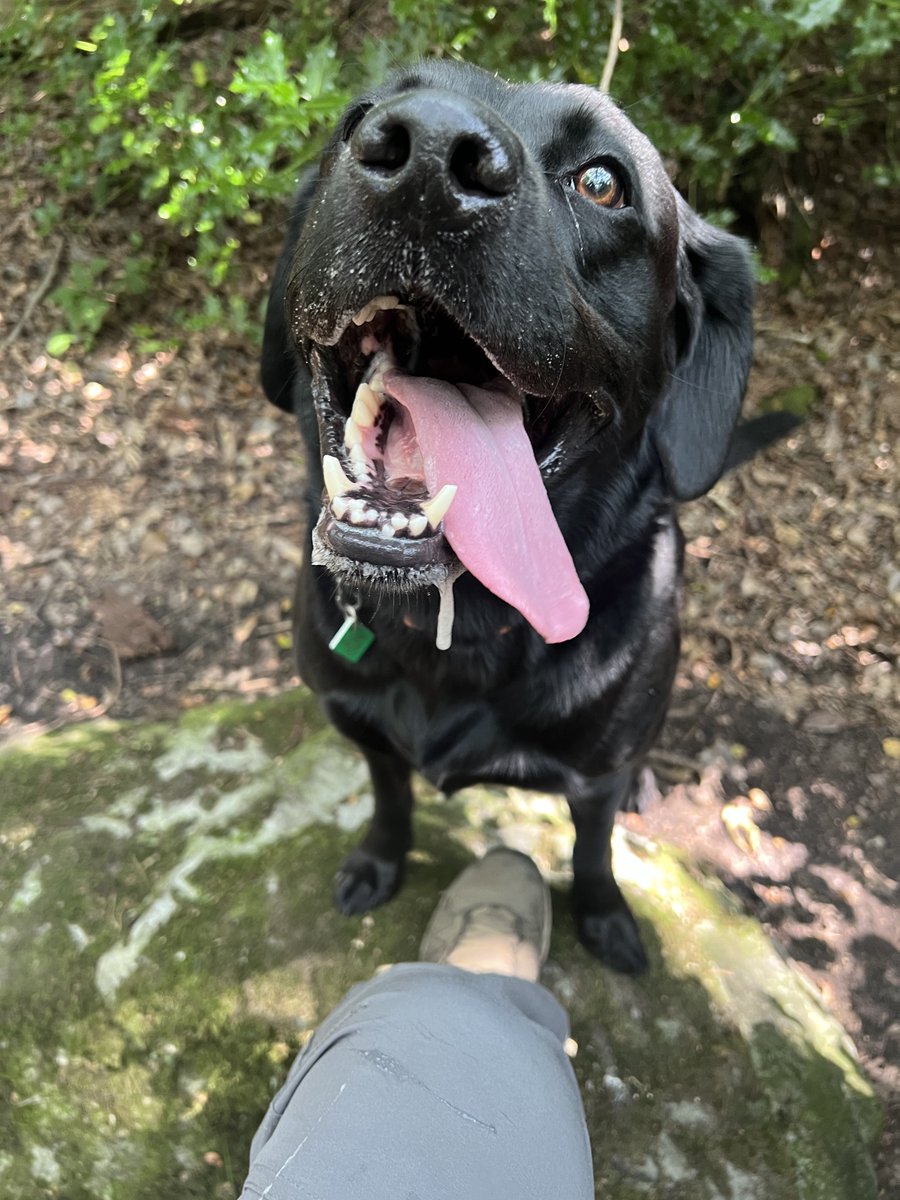 ForRover's tweet image. I definitely have a style. Dogs on things, like rocks/stumps framed with some greenery and this please t weather makes the lighting perfect! Also, Porter decided to step up onto the rock I was typing my shoelace on, he was a great help!
