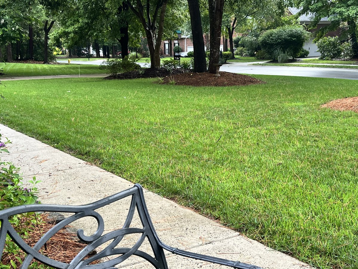 AlConklin's tweet image. Sure, LOTS of weeds…BUT I can’t remember the last time my grass was this green in late July. 🤷‍♂️ #lotsofrain #greengrass #clt #ncwx #scwx #cltwx