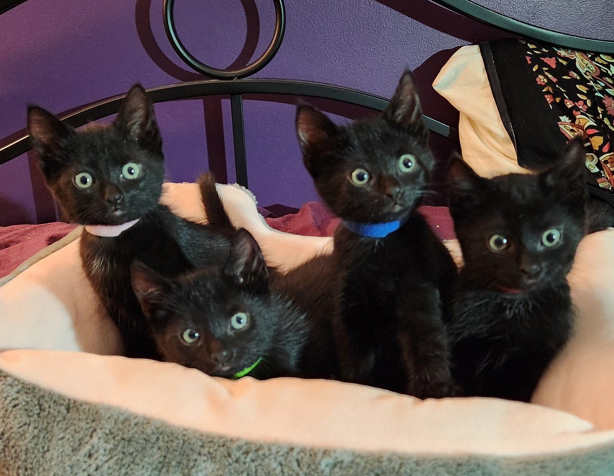 Loralea Carruthers tweet media