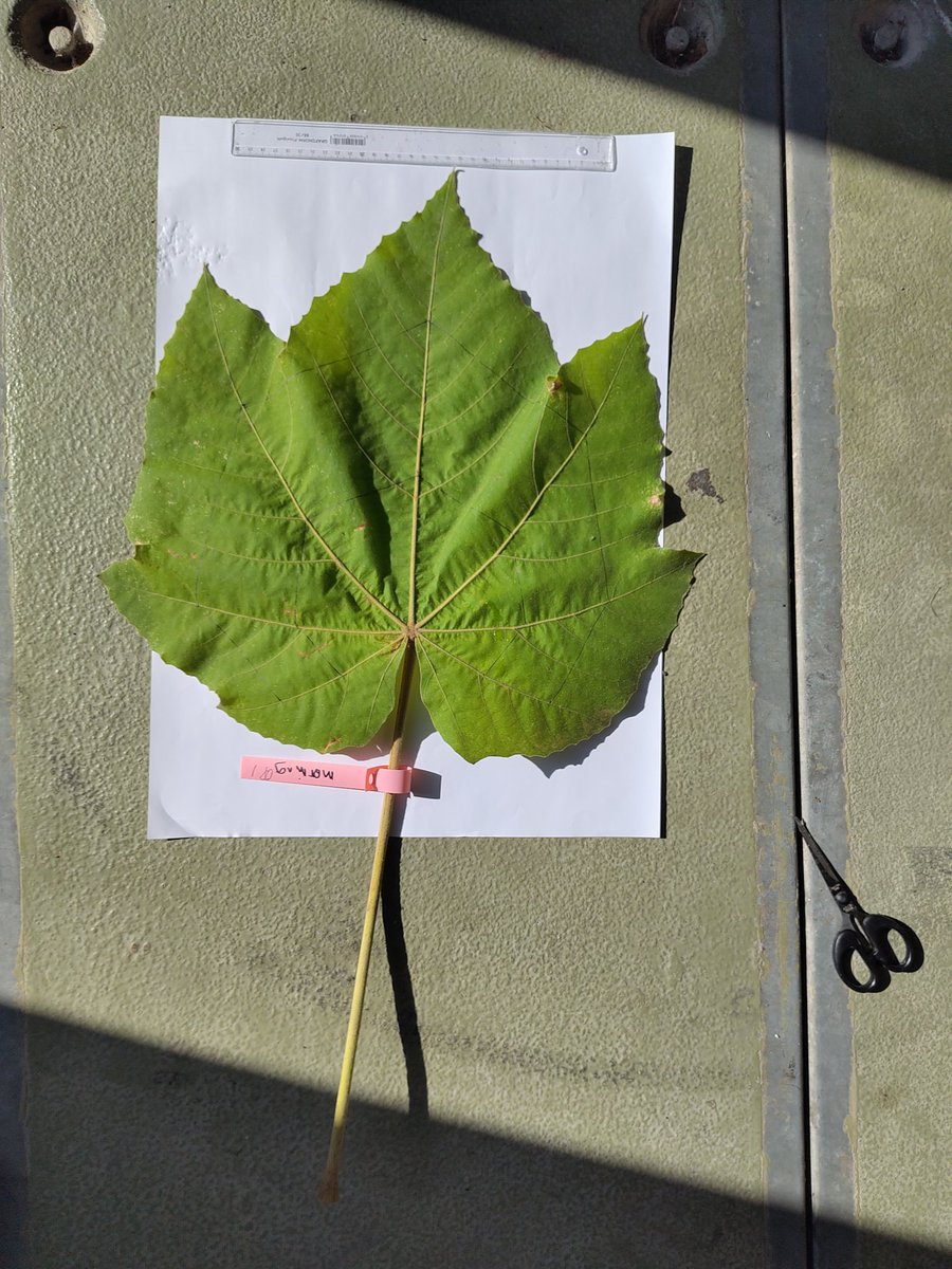 Philipp Schuler tweet media