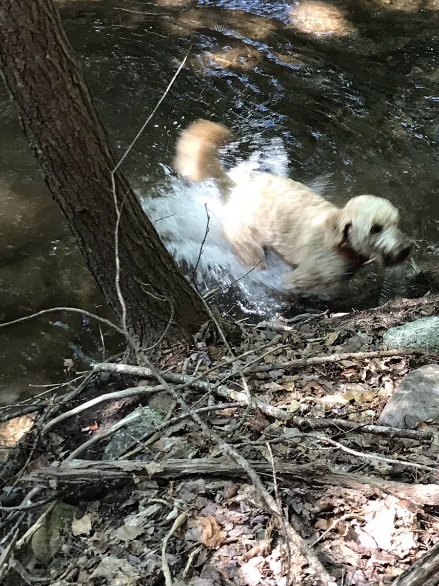 groodle_piper's tweet image. Havin a splish-splashy day pals. Hopes you all finding fun in your Tuesday 🐾🐾
#underratedweekday
#makeyourownfun
#pupsjusthavingfun