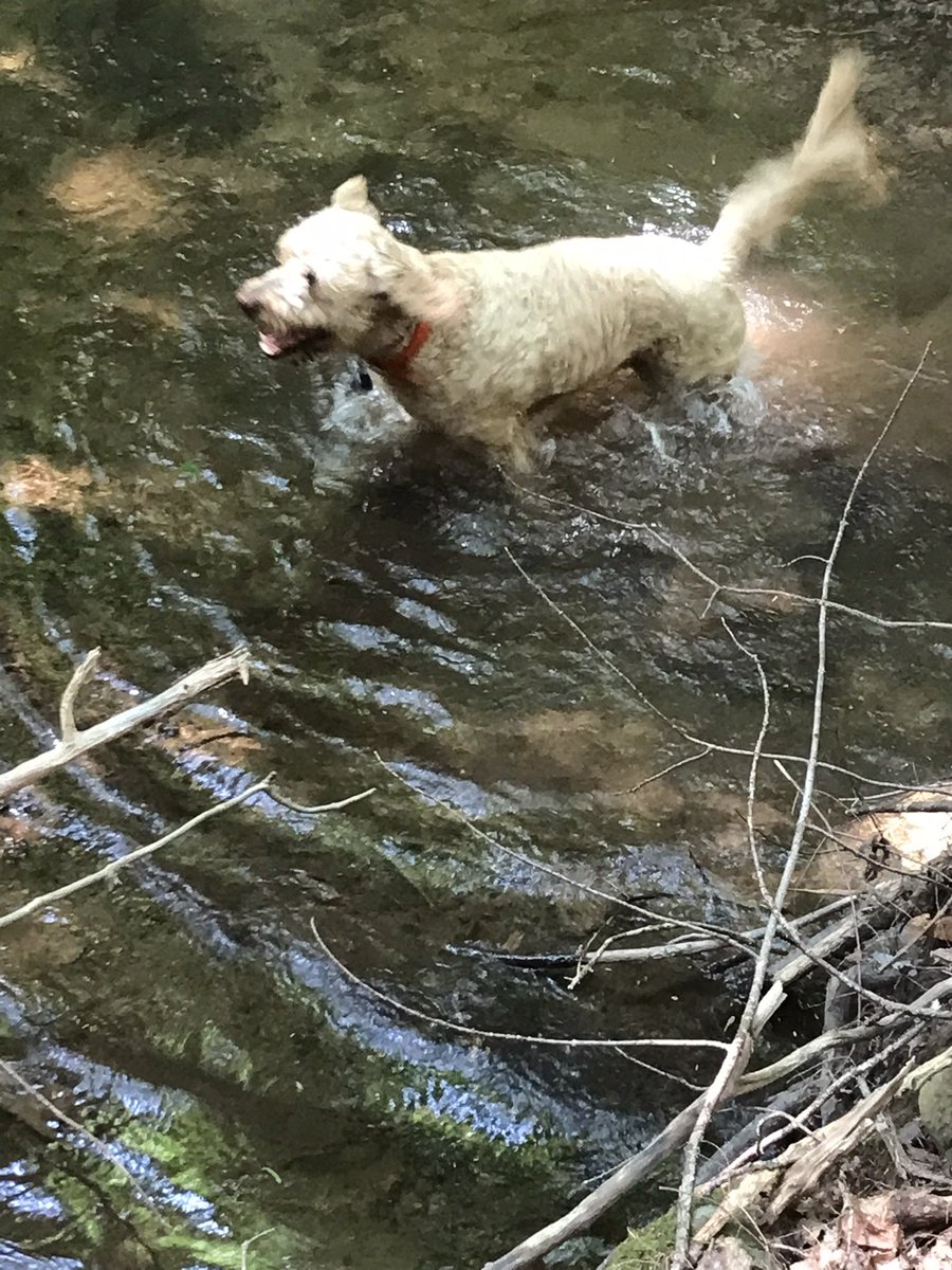 groodle_piper's tweet image. Havin a splish-splashy day pals. Hopes you all finding fun in your Tuesday 🐾🐾
#underratedweekday
#makeyourownfun
#pupsjusthavingfun