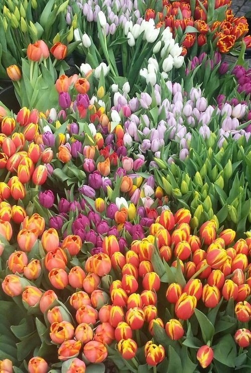 tulips