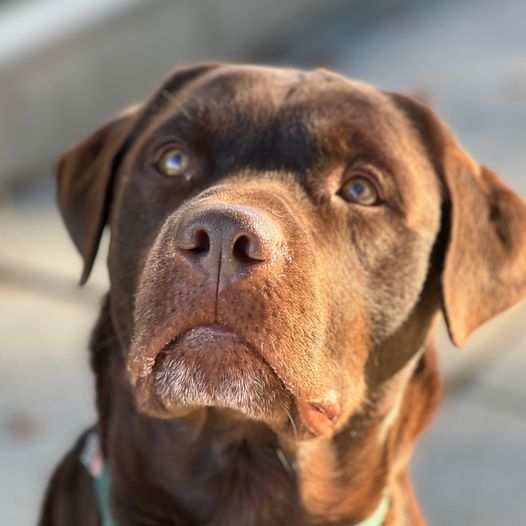 There is something for EVERYONE to get involved with at Guide Dogs of the Desert. No matter where you are there is a way to be a part of this mission.  Please read at: facebook.com/GuideDogsofthe…