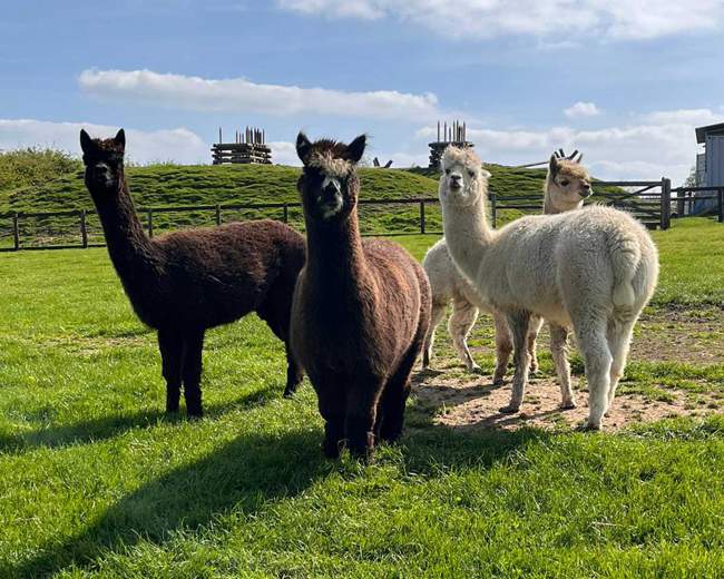 AboutBritain's tweet image. There's loads for toddlers to do in Leicester including petting llamas, exploring the world of space rockets, playing in ball pits, playing outside in the woodland, bouncing on trampolines and more. Here's our guide: aboutbritain.com/articles/fun-t…