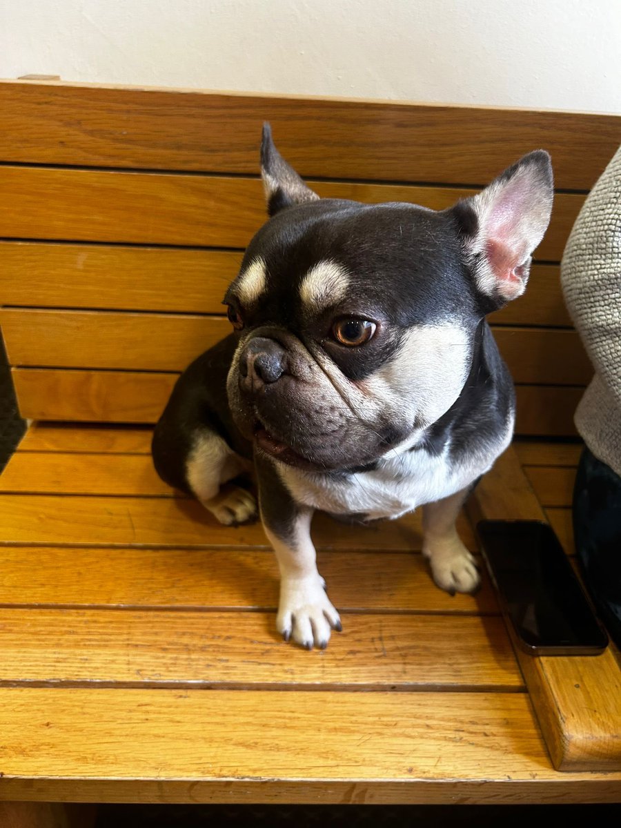 #founddog This lovely boy was found in #Smithfield in the last hour. Please share to try get him home. <a href="/DublinSPCA/">DSPCA</a> <a href="/DogsTrust_IE/">Dogs Trust Ireland</a>