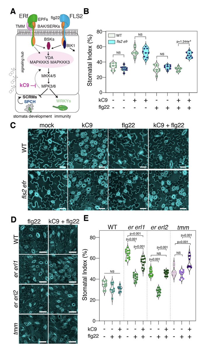Torii Lab (@stomata_tweets) on Twitter photo Immune signaling by flg22-FLS2 can cross-activate EPF-ERECTAf signaling pathway to enforce stomatal patterning, but only under certain condition. Take a look at our latest work & see what chemical biology can unravel 🥰🌱🧪 @ArvidHema <a href="/mohansepuri/">krishnamohan</a>
biorxiv.org/content/10.110… Immune signaling by flg22-FLS2 can cross-activate EPF-ERECTAf signaling pathway to enforce stomatal patterning, but only under certain condition. Take a look at our latest work & see what chemical biology can unravel 🥰🌱🧪 @ArvidHema <a href="/mohansepuri/">krishnamohan</a>
biorxiv.org/content/10.110…