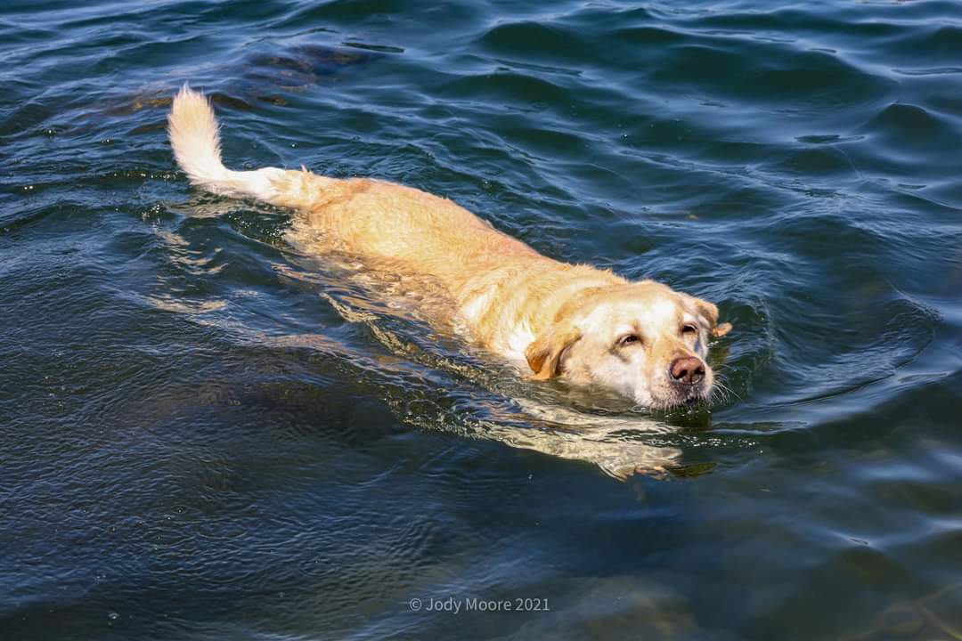twincitiesliz's tweet photo. @bunsenbernerbmd Phoebe using her webbed feet https://t.co/yL3csKWWdv