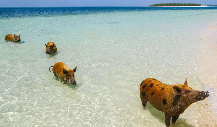 SamaraPinder's tweet photo. In The #Bahamas we swim with bacon #TravelTuesday #SwimmingPigs https://t.co/l9Y0c3W1ET