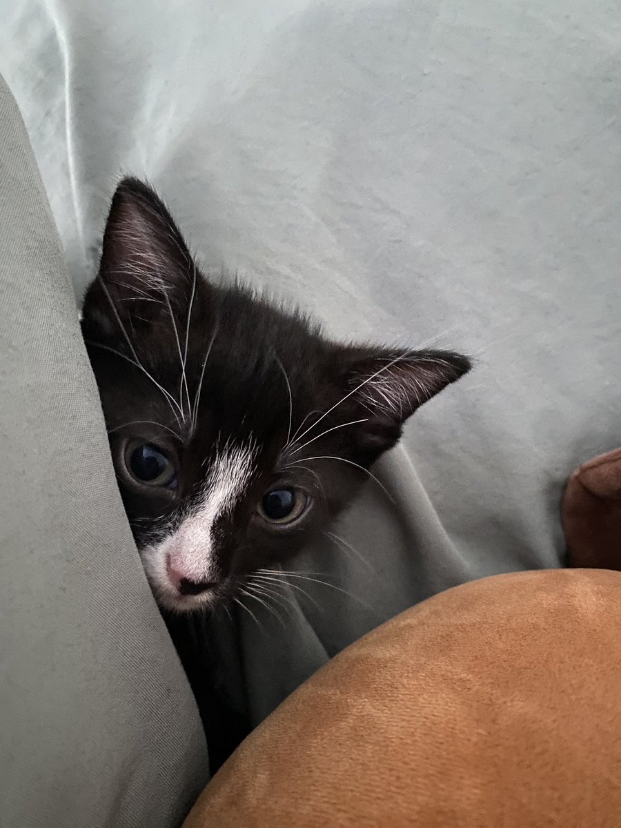 it’s been a while since i’ve been on here but look at my new baby

her name is soup :)