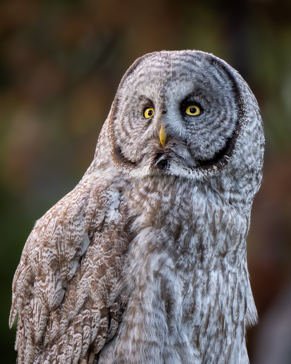 To see a phantom below the trees.

Great Gray Owl