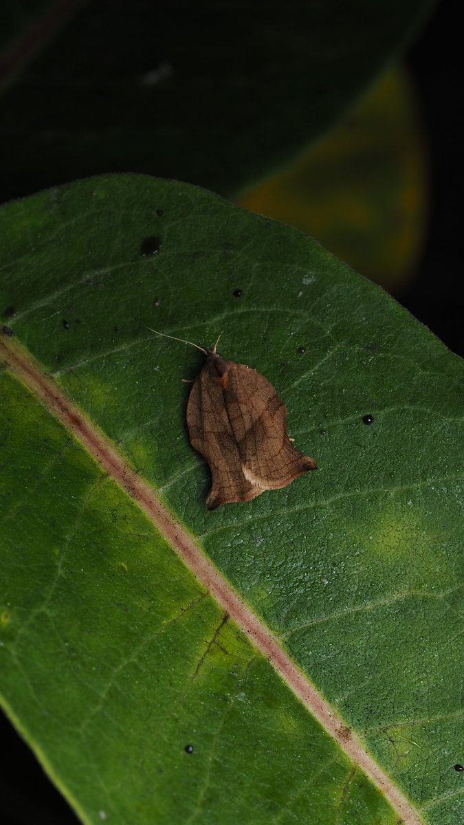 BugzRCool's tweet image. Moph moph moph moph