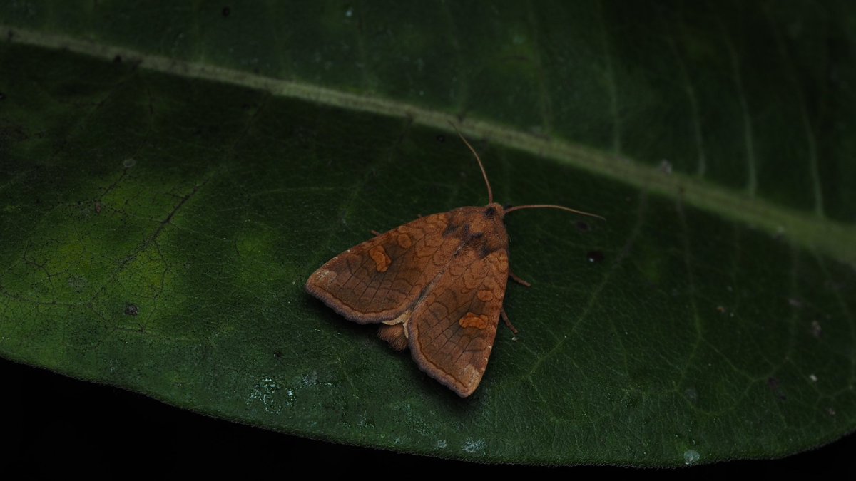 BugzRCool's tweet image. Moph moph moph moph