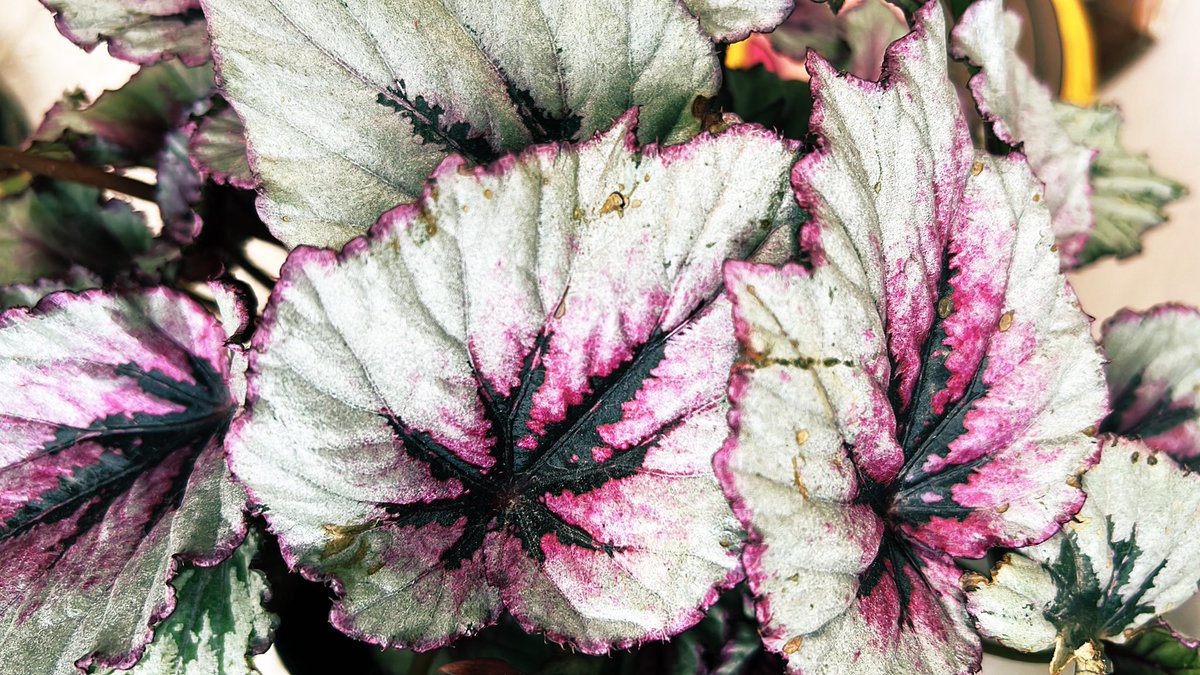 A quién no le gustan las #begonias 😍