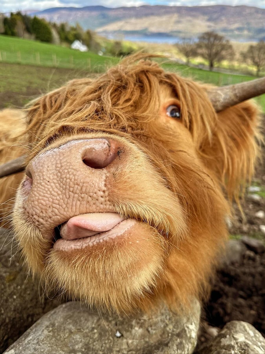 VisitScotland's tweet photo. Tongues oot for #Coosday Tuesday! 😜 

📍 Quila Cridhe Tearoom and B&amp;B, @visitnessie 📷 IG/stravaigin4thesoul https://t.co/72pKvkKfw5