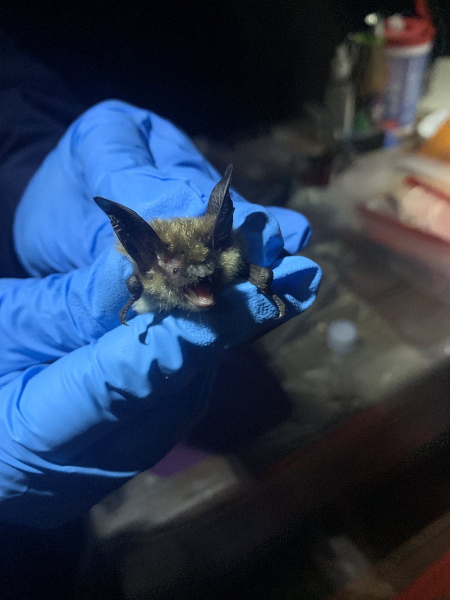 Biodiversity Pathways (@biodivpathways) on Twitter photo SENSR staff took part in the 2024 Alberta Bat Blitz this July, hosted by WCS Canada and <a href="/albertabats/">Alberta Bats</a>! Bats were netted in the Waterton Biosphere Region to understand local populations and build capacity for even more bat monitoring!
📸C. Hurtado SENSR staff took part in the 2024 Alberta Bat Blitz this July, hosted by WCS Canada and <a href="/albertabats/">Alberta Bats</a>! Bats were netted in the Waterton Biosphere Region to understand local populations and build capacity for even more bat monitoring!
📸C. Hurtado