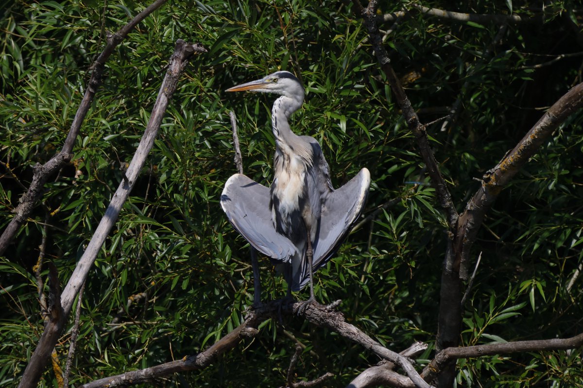 CoLEppingForest's tweet photo. This heron has been perfectly captured soaking up the sunshine🌞at #ConnaughtWater by one of our volunteer photographers 📸, Robin Pettitt.
#WeLoveVolunteers #Heron #EppingForest https://t.co/Vq6ZQFIwqA