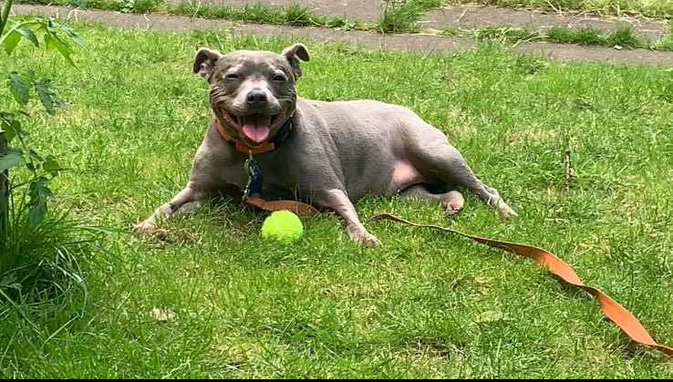 helenraw's tweet photo. I had a great day being in the garden for a billion hours today cos Aunty Helen said: ‘the bastard internet is down ‘mon ootside babes til the man comes’ then the man with ladders came to fix it. But we stayed outside for ages & had drinks & snacks-#WeeBellaBoo
#TheCatAndDogLady https://t.co/x3OIhfClq5