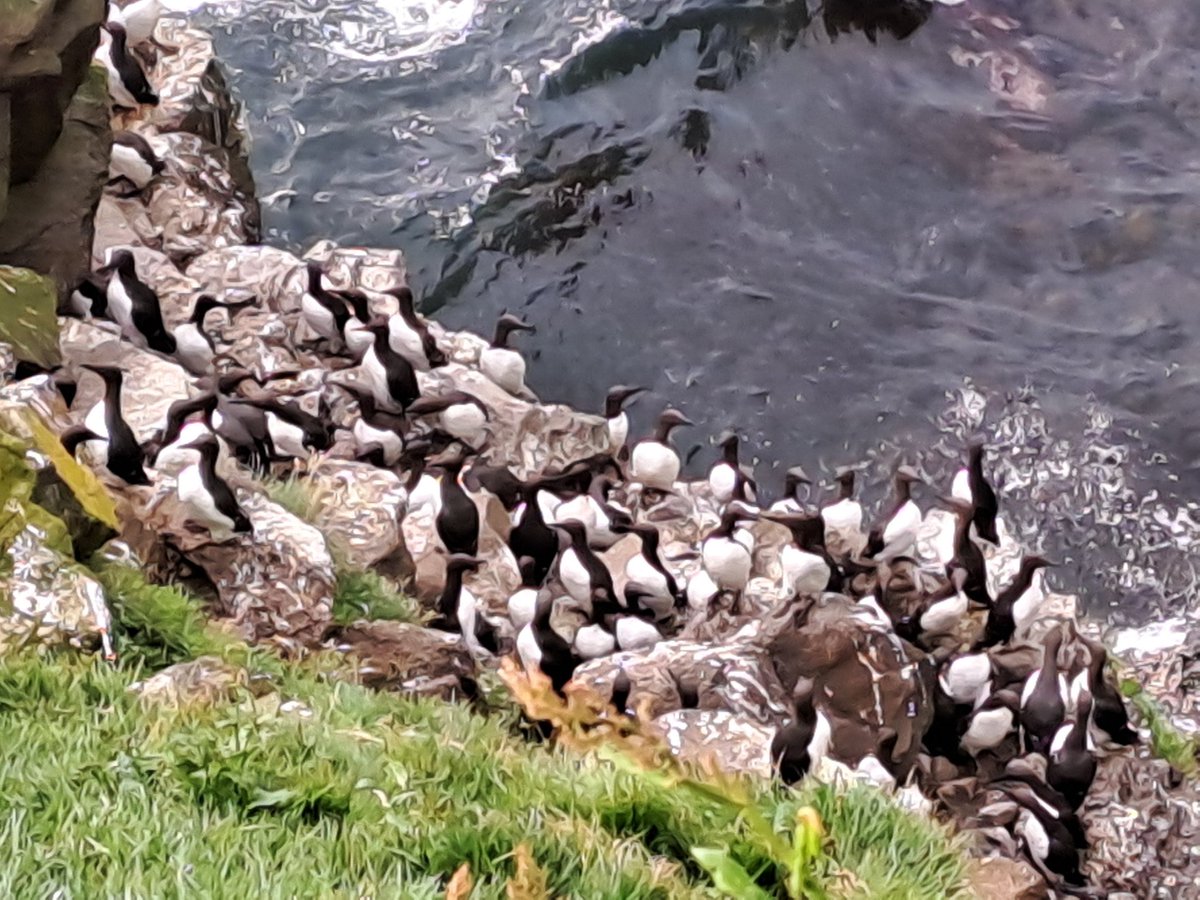In 55 years we have never seen the seabird colonies on Canna in a worse state. Fulmar, gulls, shags and guillemots at or near record low numbers. Breeding productivity figures for most species well below long term averages. Food supply a big issue.