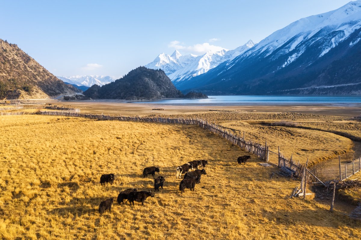 bioGraphic (@biographic) on Twitter photo Laid end to end, the world’s fences would reach the sun. But what are they doing to wildlife? <a href="/ben_a_goldfarb/">Ben Goldfarb</a> writes in our latest feature for more: bit.ly/3LN3FhU Laid end to end, the world’s fences would reach the sun. But what are they doing to wildlife? <a href="/ben_a_goldfarb/">Ben Goldfarb</a> writes in our latest feature for more: bit.ly/3LN3FhU