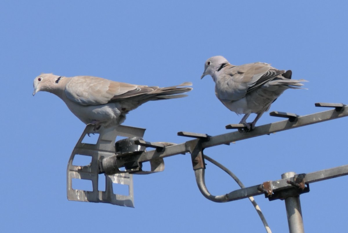 Nesquik1962's tweet photo. Look who popped by. I haven't seen #CollardDoves in a while. It was his romantic overtures that attracted my attention. https://t.co/b5Bk83d3YZ