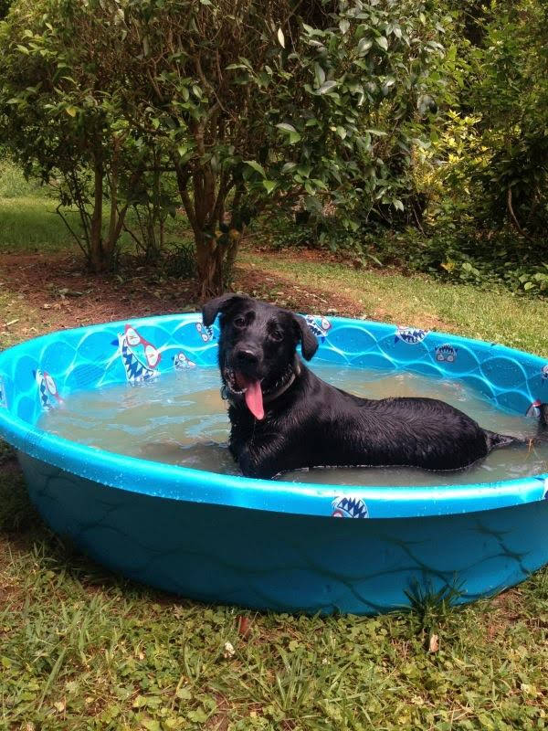 goneers's tweet photo. My daughter's dog Addie #randomshitposting https://t.co/UwQm7zd1iC