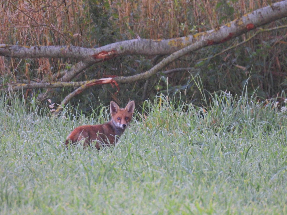 justine_dennett's tweet photo. Another lovely trip to Somerset #Hamwall #westhay #greylake #catcott @SomersetWT @somersetbirds https://t.co/xdGXjo7r7s