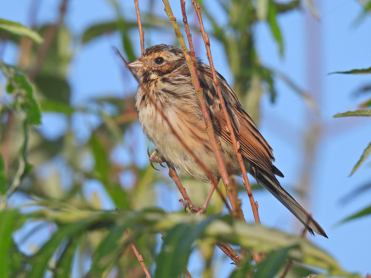 justine_dennett's tweet photo. Another lovely trip to Somerset #Hamwall #westhay #greylake #catcott @SomersetWT @somersetbirds https://t.co/xdGXjo7r7s