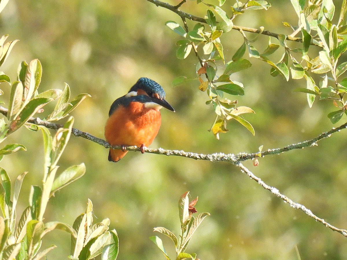 justine_dennett's tweet photo. More photos of our trip to Somerset @SomersetWT @somersetbirds https://t.co/hc9DLNc4Ia